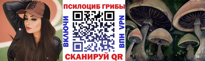 Купить закладки Сосенский Псилоцибиновые грибы Psilocybine cubensis